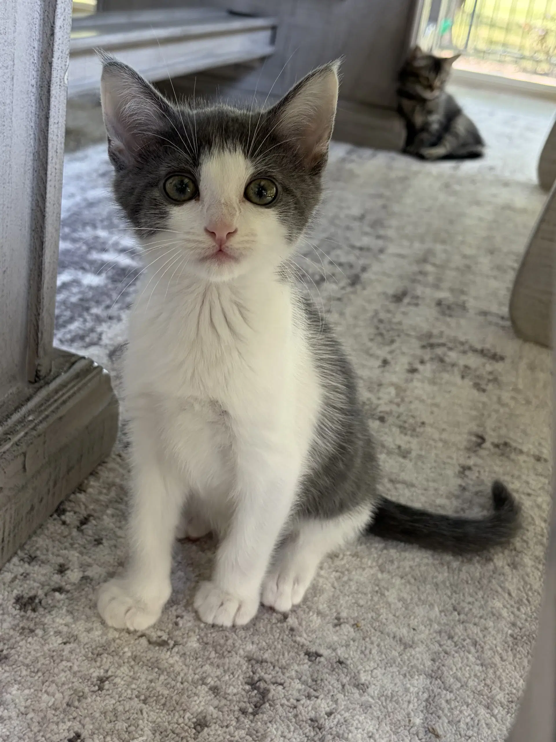 Cove - Domestic Short Hair