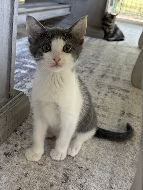 Cove, an adoptable Domestic Short Hair in Plano, TX