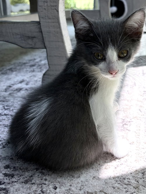 Reef, an adoptable Domestic Short Hair in Plano, TX