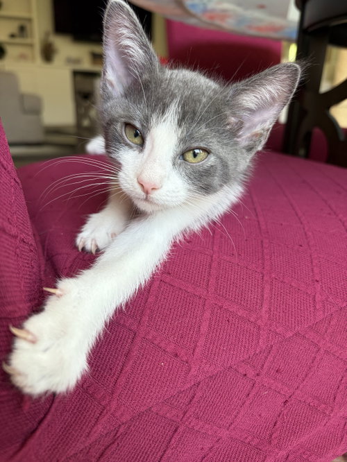 Tide, an adoptable Domestic Short Hair in Plano, TX