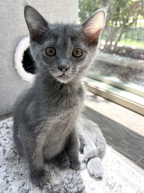 Rivieria, an adoptable Russian Blue in Plano, TX