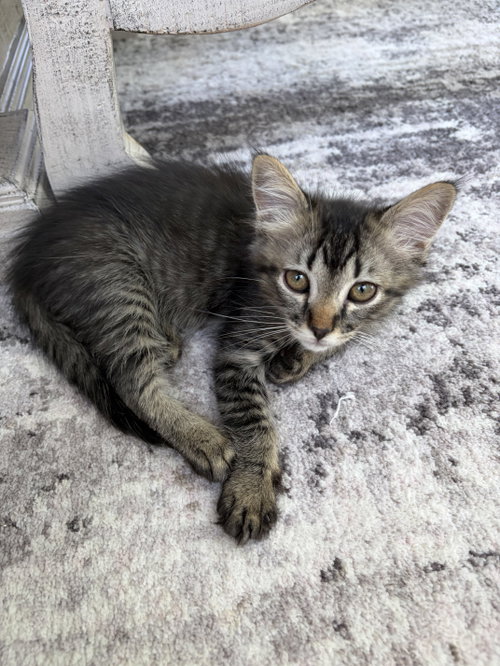 Laguna, an adoptable Tabby in Plano, TX