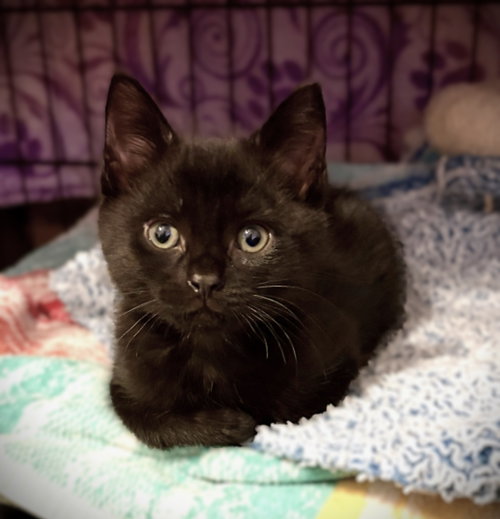 Scottie, an adoptable Scottish Straight in Plano, TX