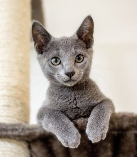 Bun-Bun, an adoptable Russian Blue in Plano, TX