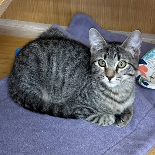 Lee-Lee - Tabby