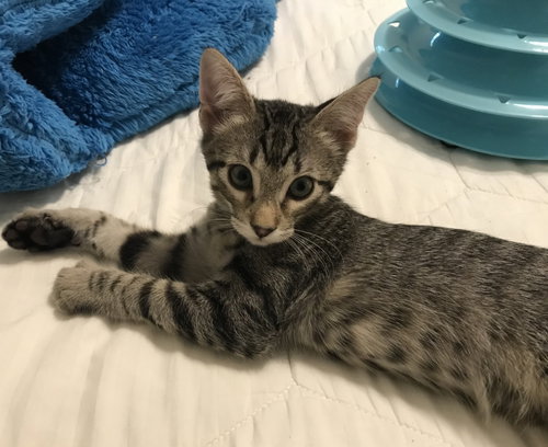 Lemon-Pepper, an adoptable Tabby in Plano, TX