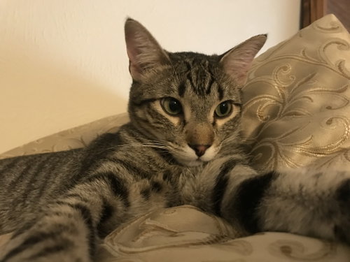 Levi, an adoptable Tabby in Plano, TX