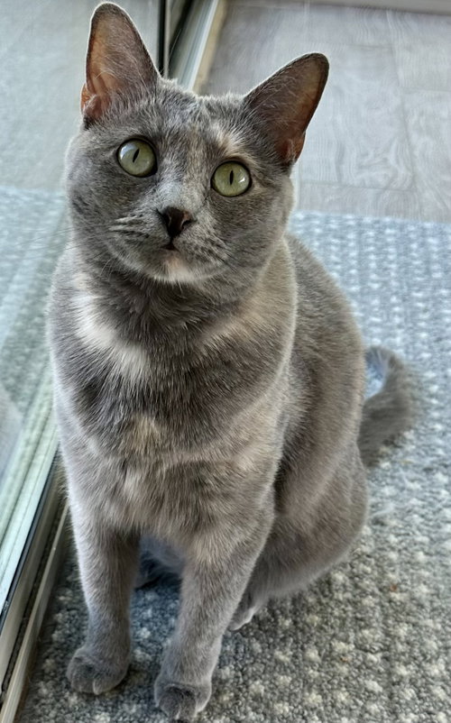 Lacey, an adoptable Dilute Tortoiseshell in Plano, TX