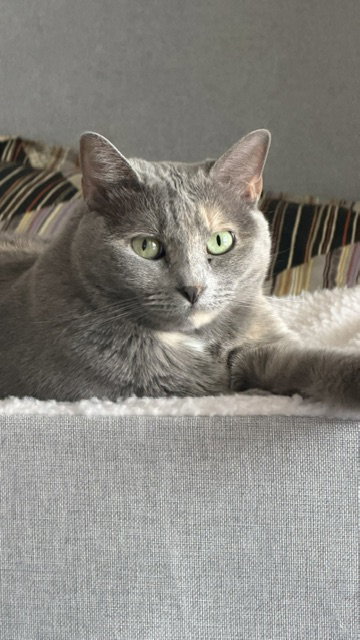 Lacey photo 2