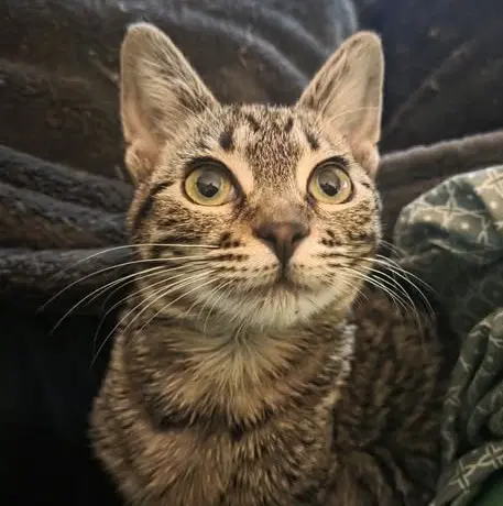 Gala - Tabby