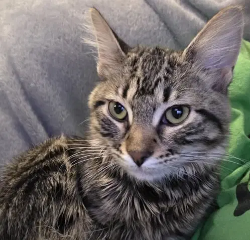 Perla - Tabby
