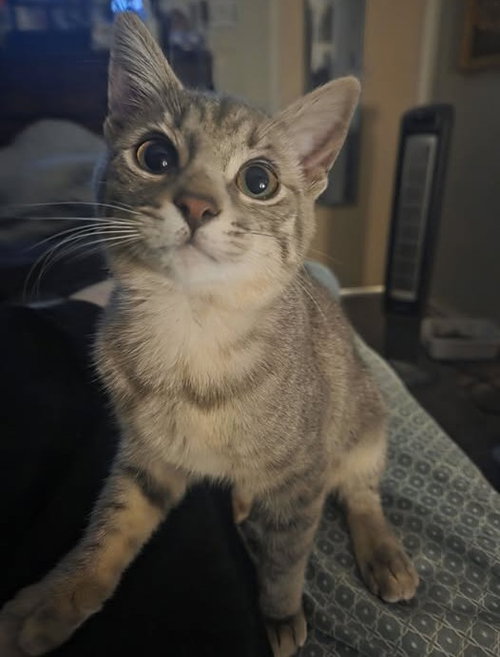 Loki