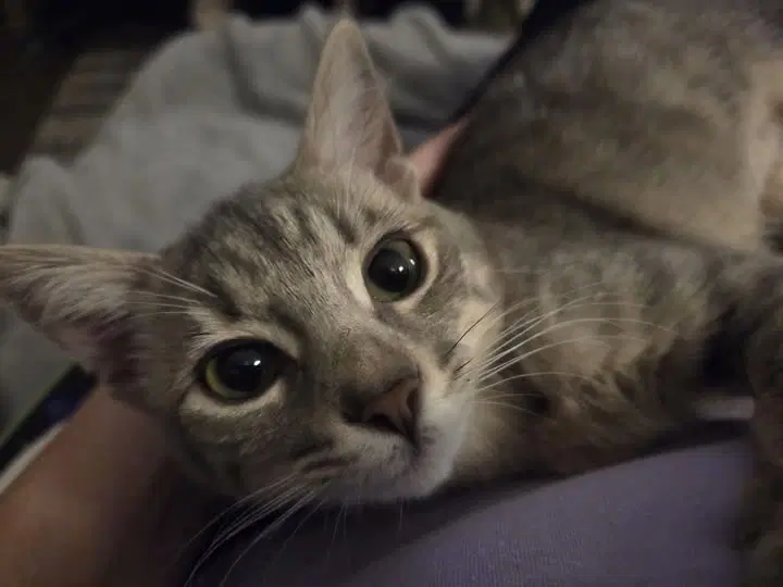 Loki image 2