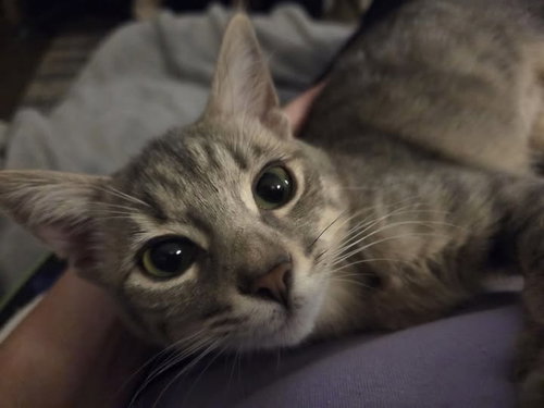 Loki photo 2