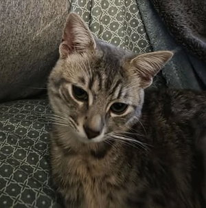 Loki, photo 3