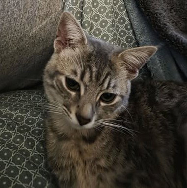 Loki photo 3