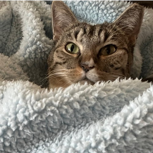 Hidey
