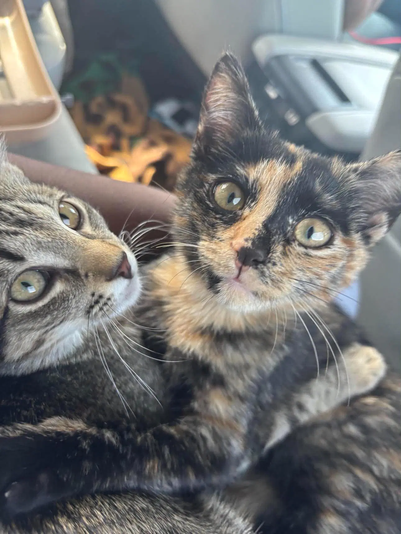 Gizmo - Tortoiseshell