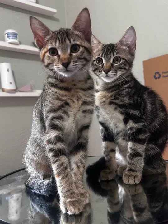 Grayson And Ophelia - Tabby