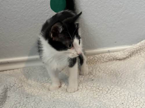 Pedro Pascal Jr photo 3