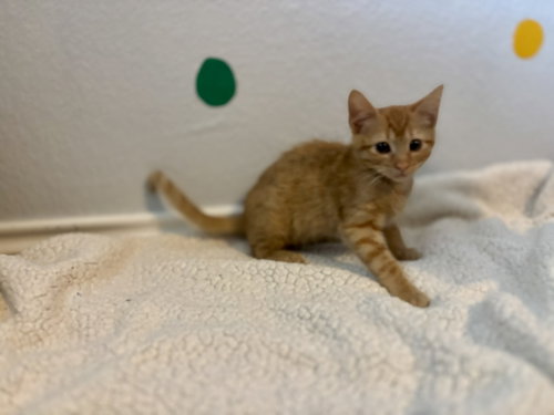 Simba