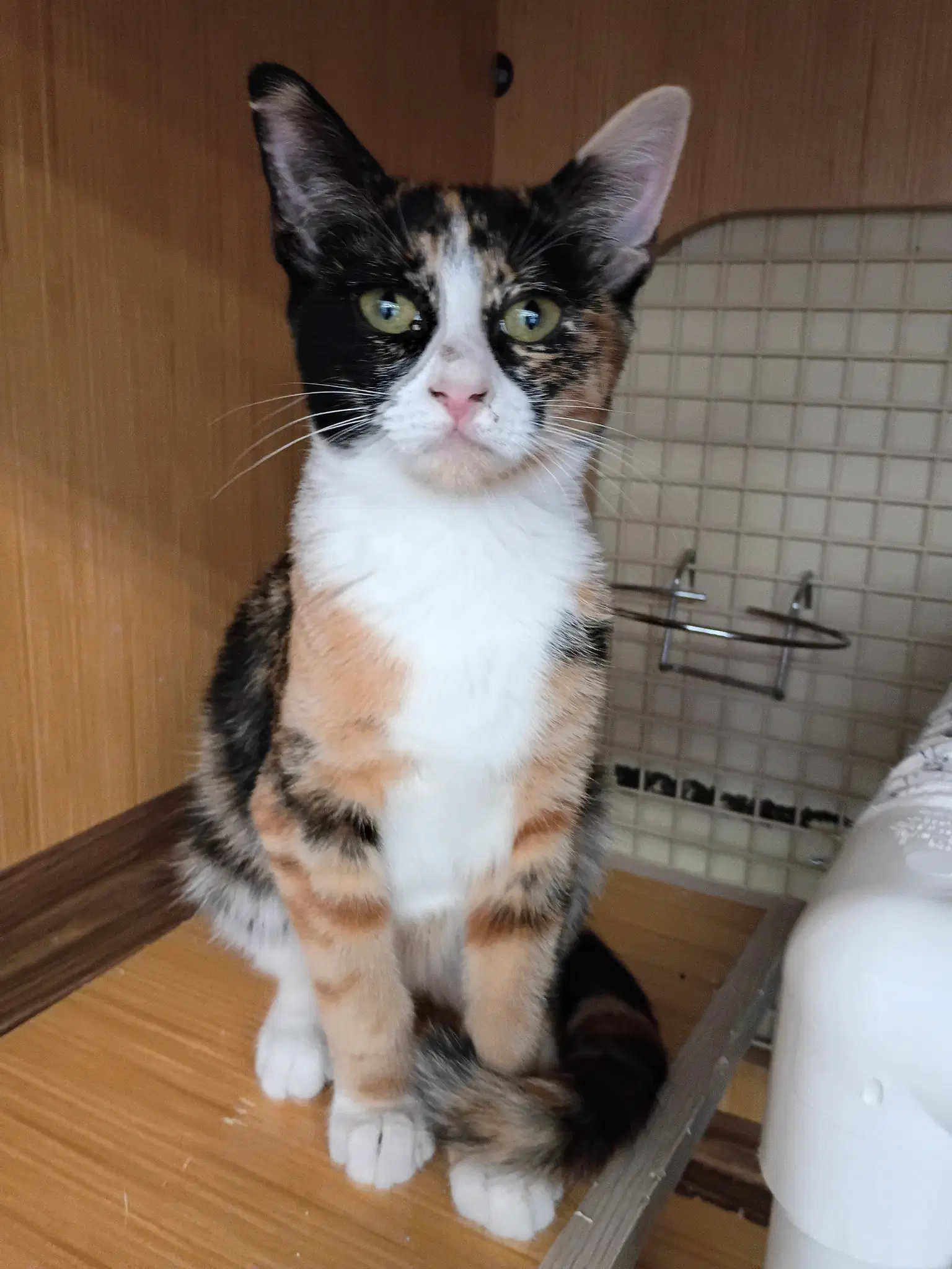 Willow - Calico