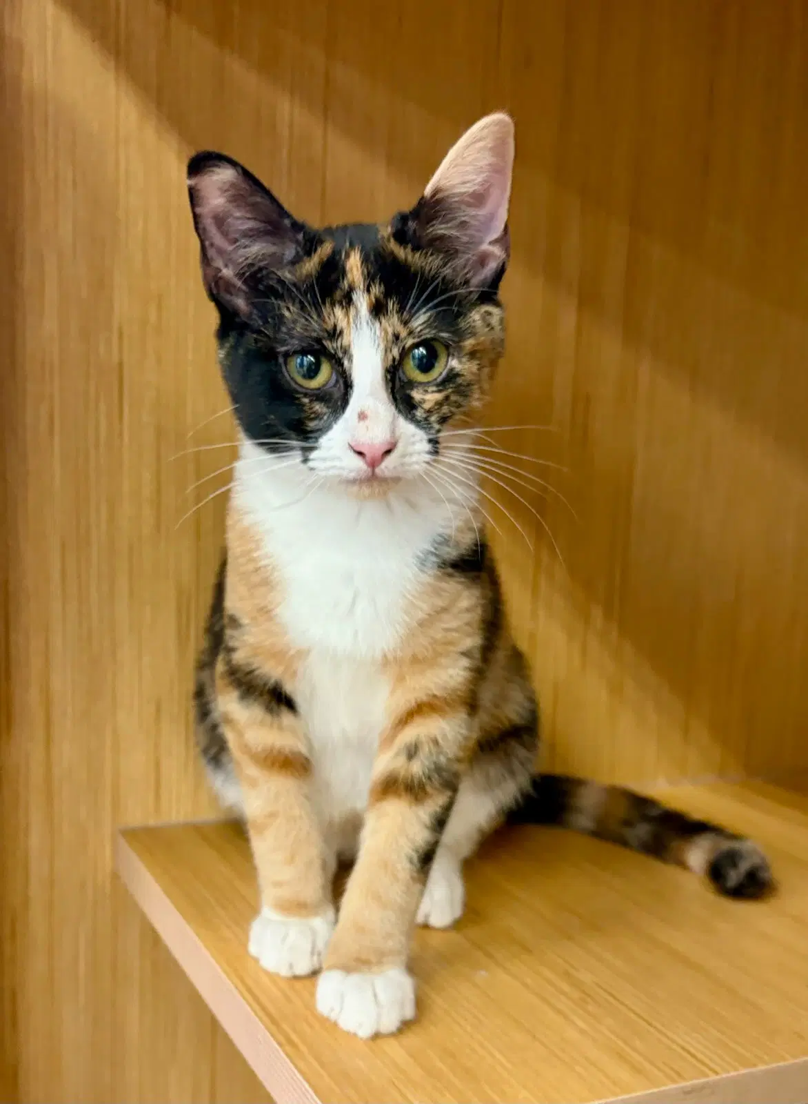 Willow - Calico