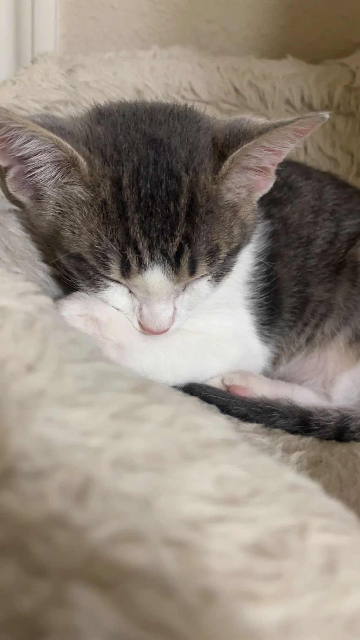 Burrito - Domestic Short Hair
