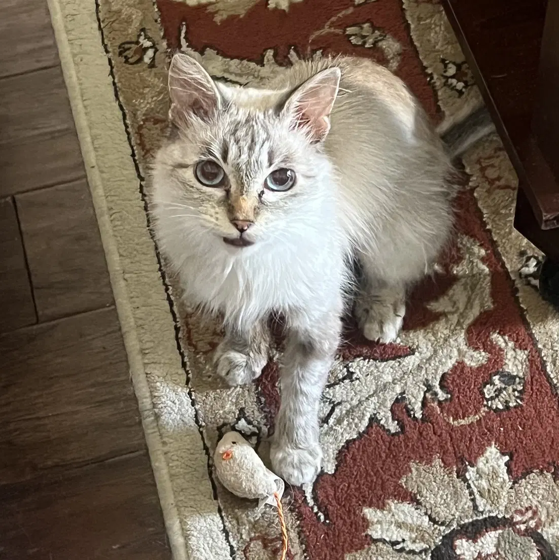 Mia B - Siamese