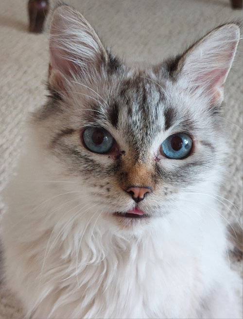 Mia B, a cat for adoption from Dallas Cat Rescue dba Cat Matchers