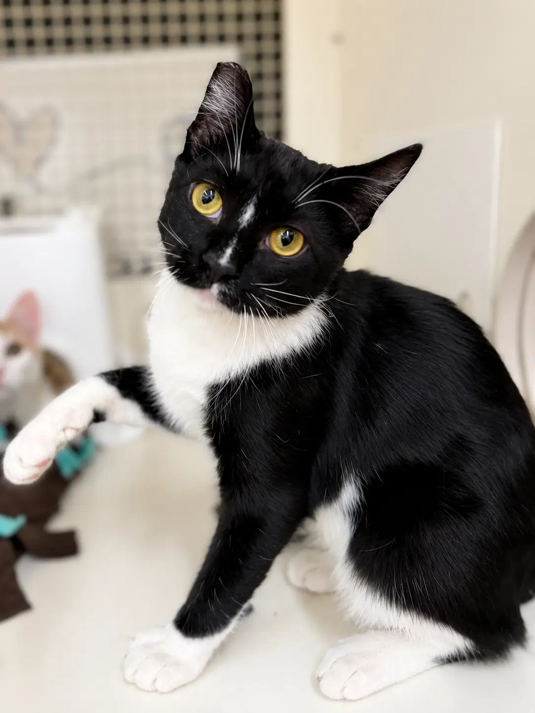 Robin - Domestic Short Hair