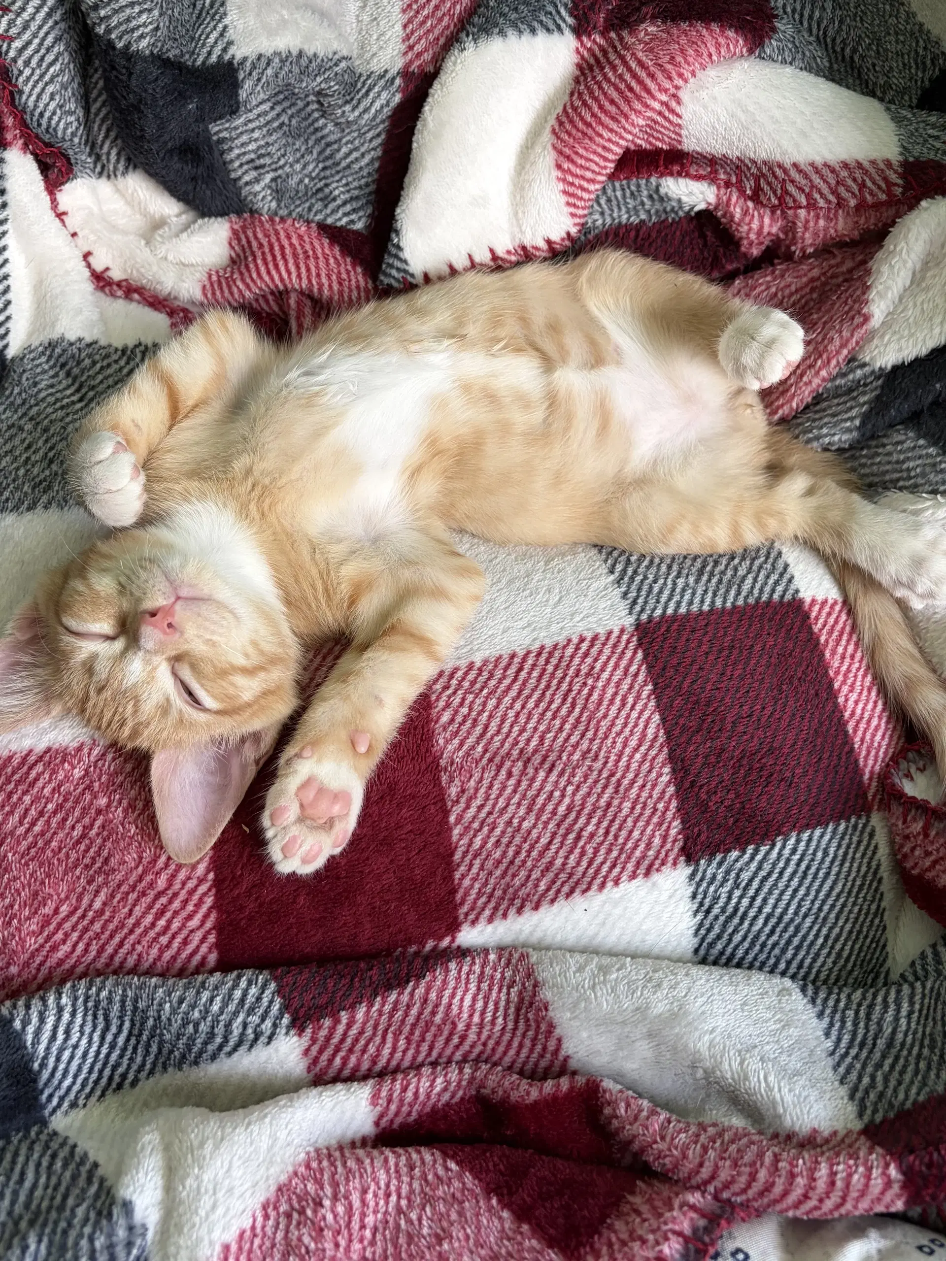 Rusty - Tabby