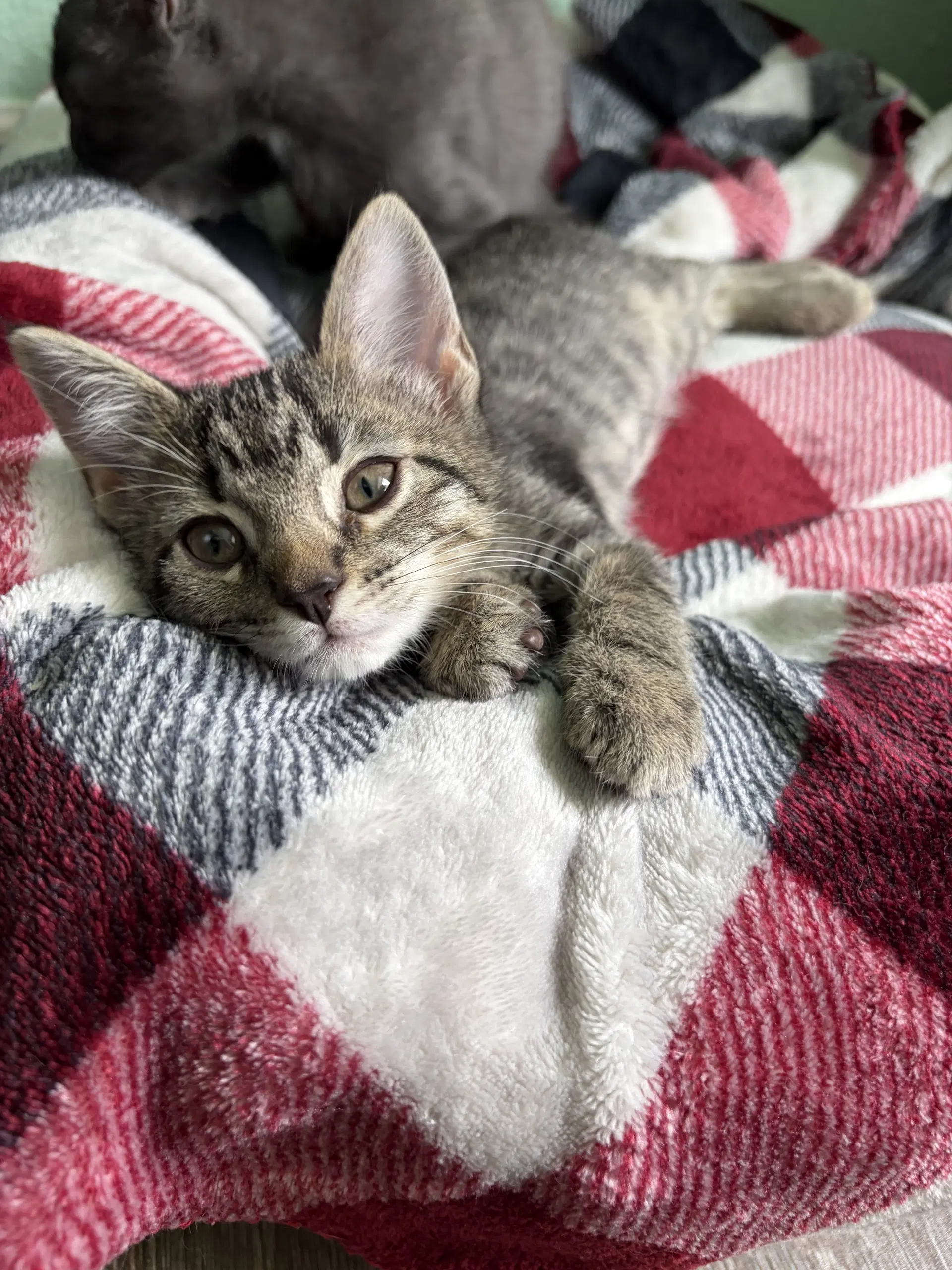 August - Tabby