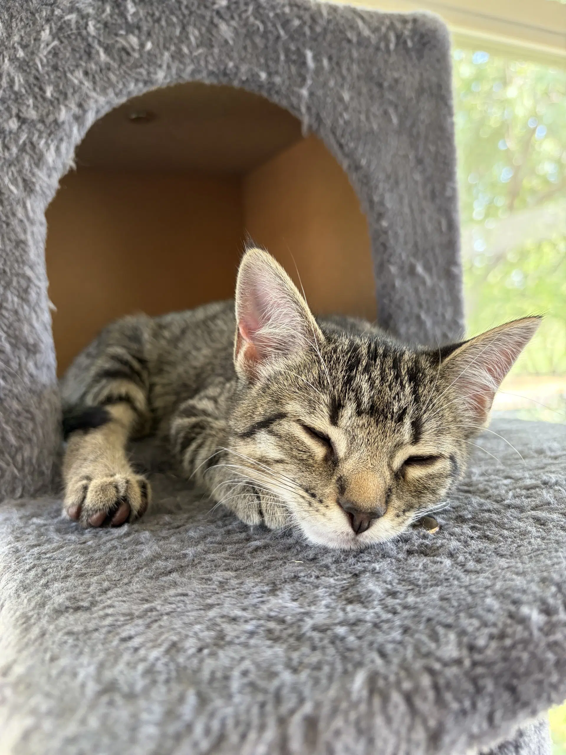 August - Tabby
