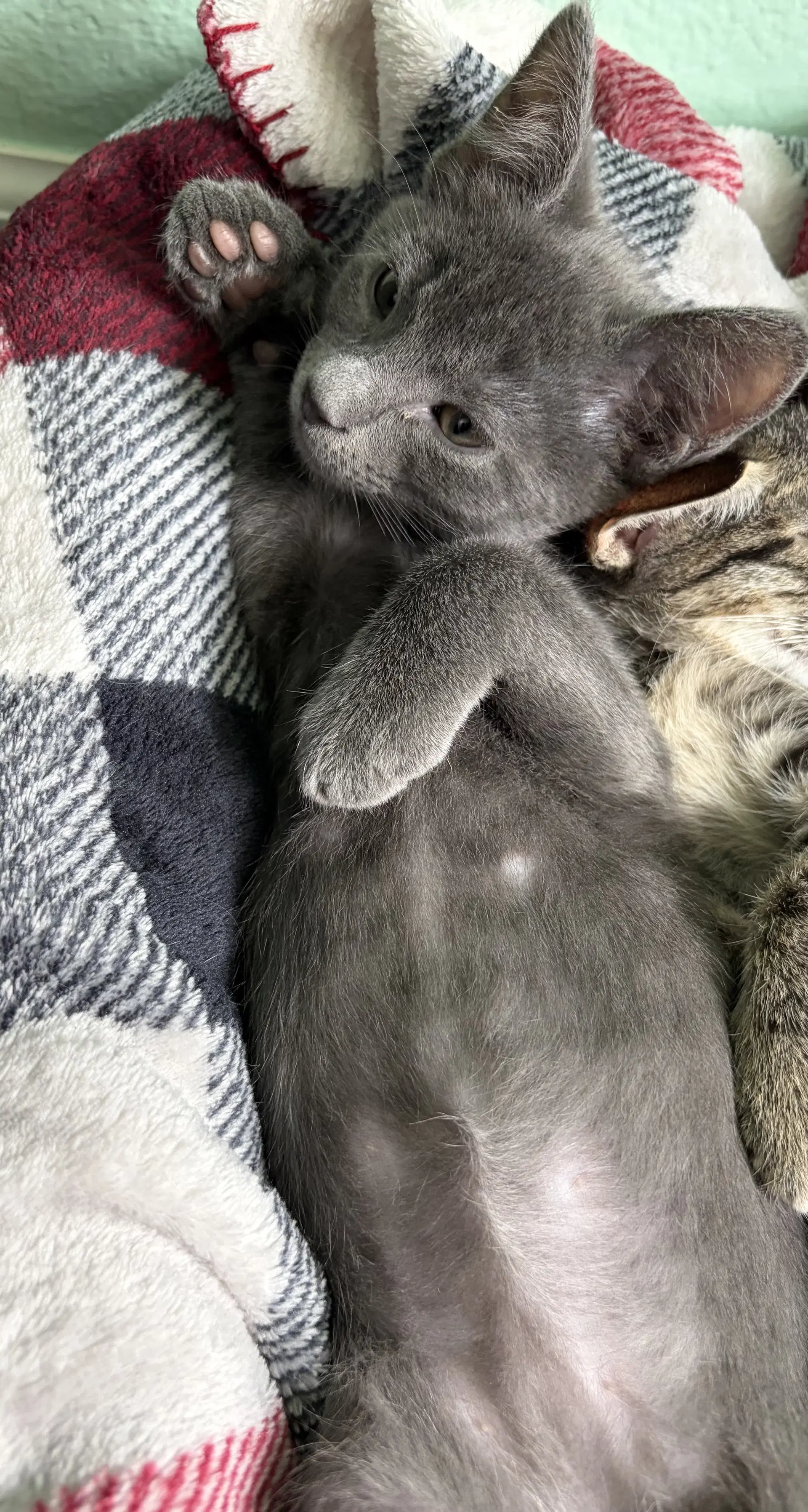 Ash P - Russian Blue