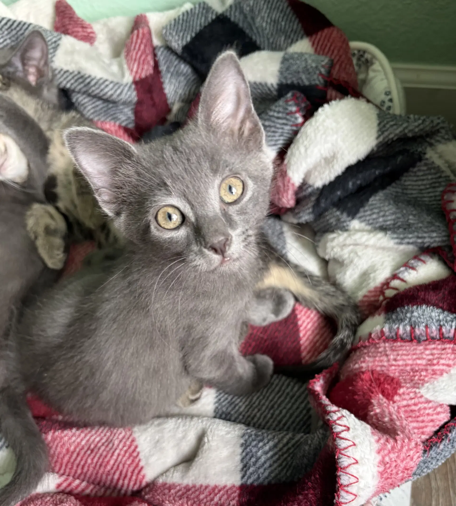 April - Russian Blue