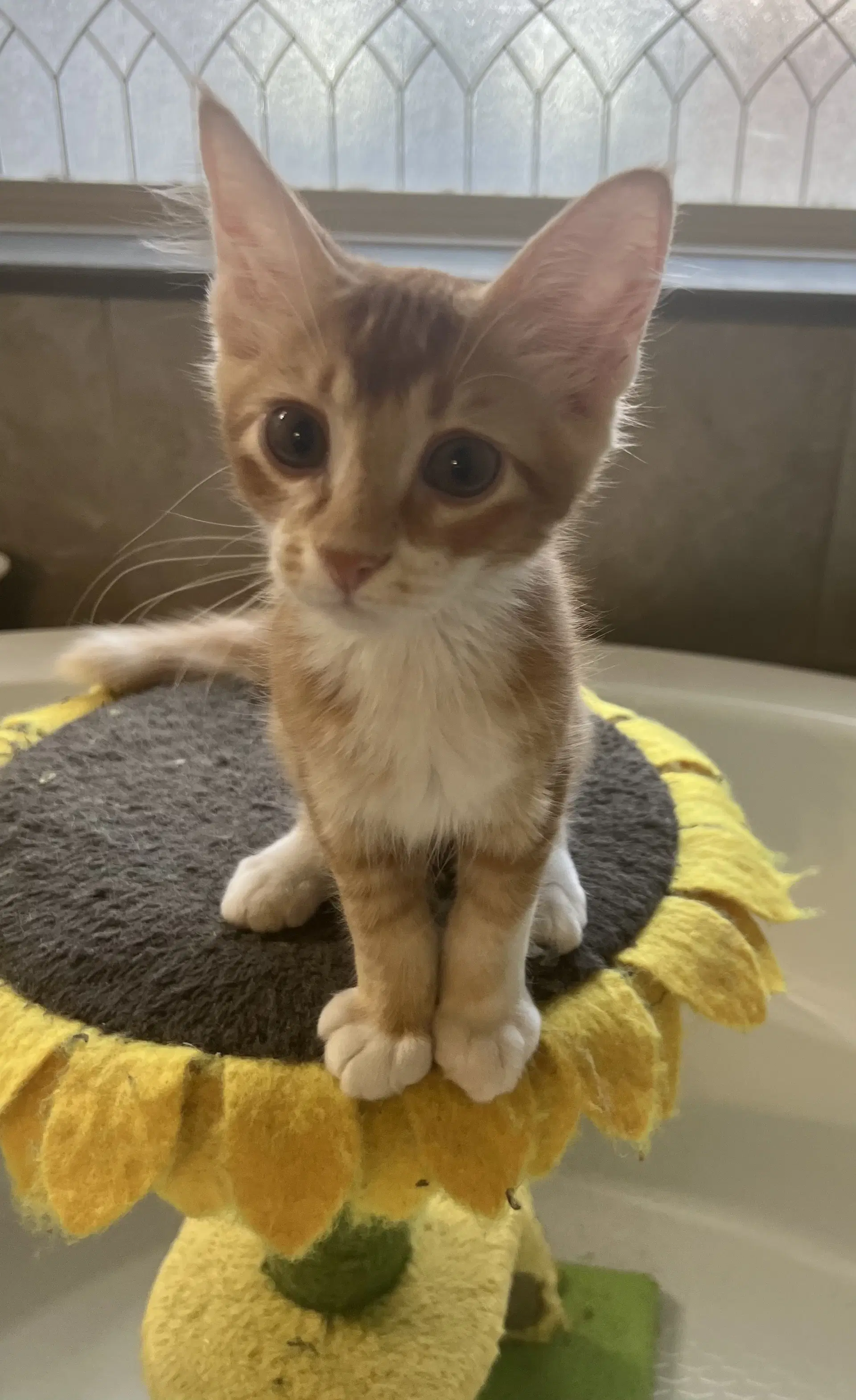 Oliver - Domestic Short Hair