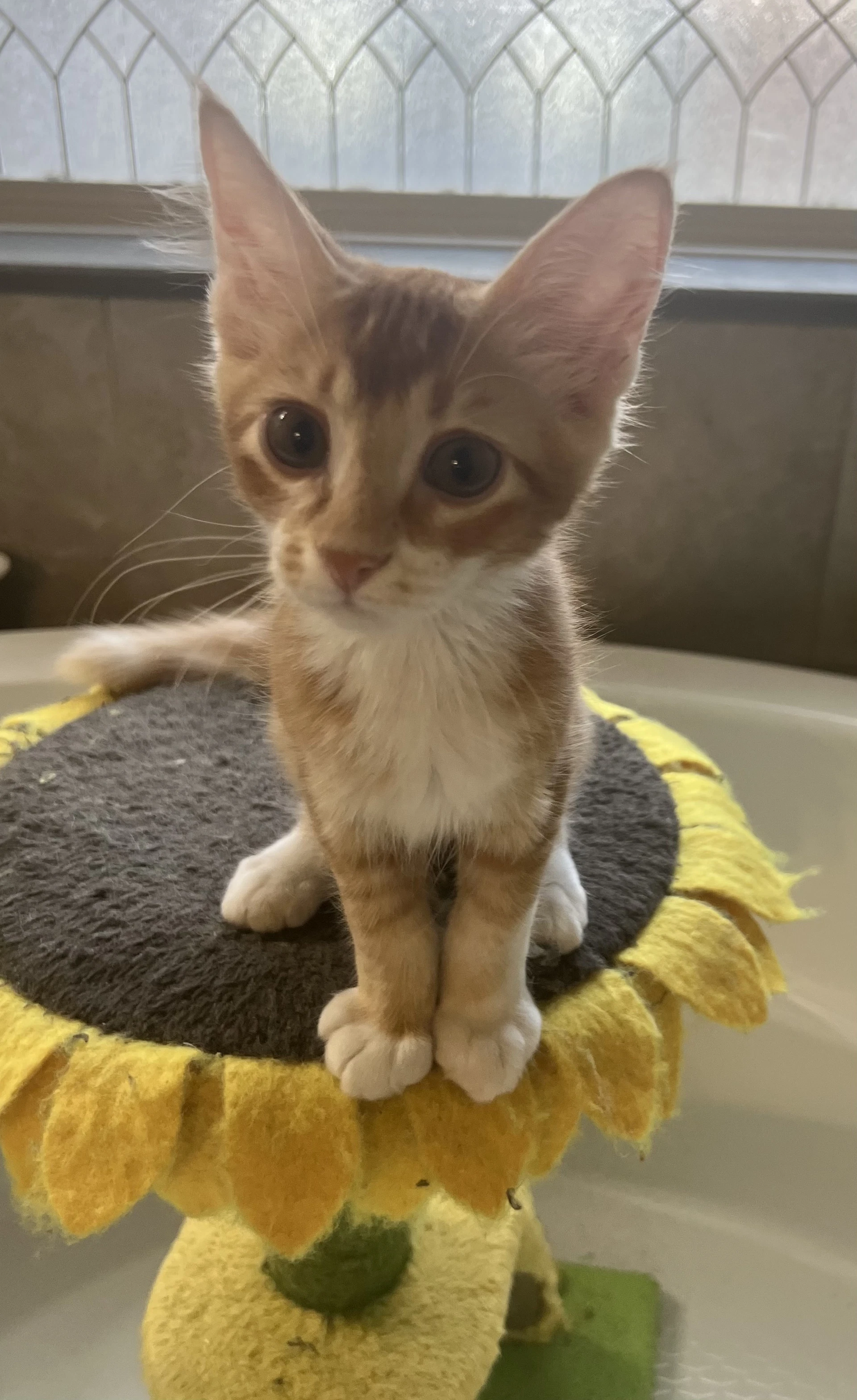 Oliver