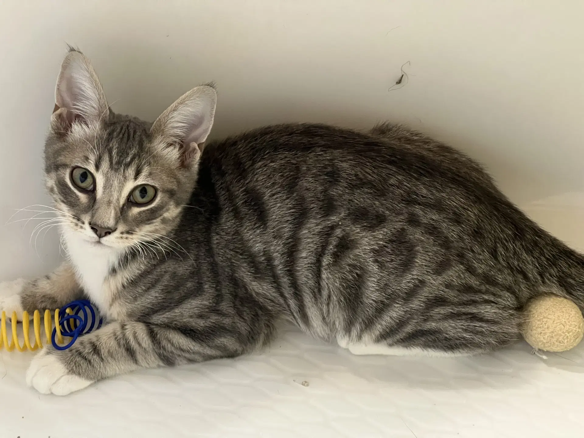 Chip - Domestic Short Hair