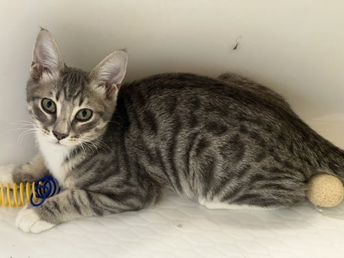 Chip, a cat for adoption from Dallas Cat Rescue dba Cat Matchers