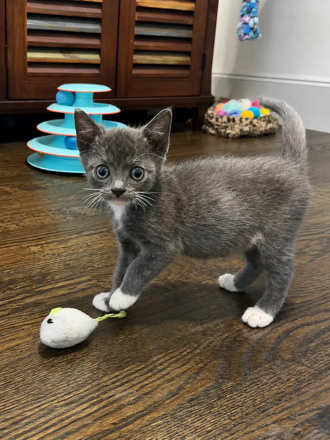 Finn image 3