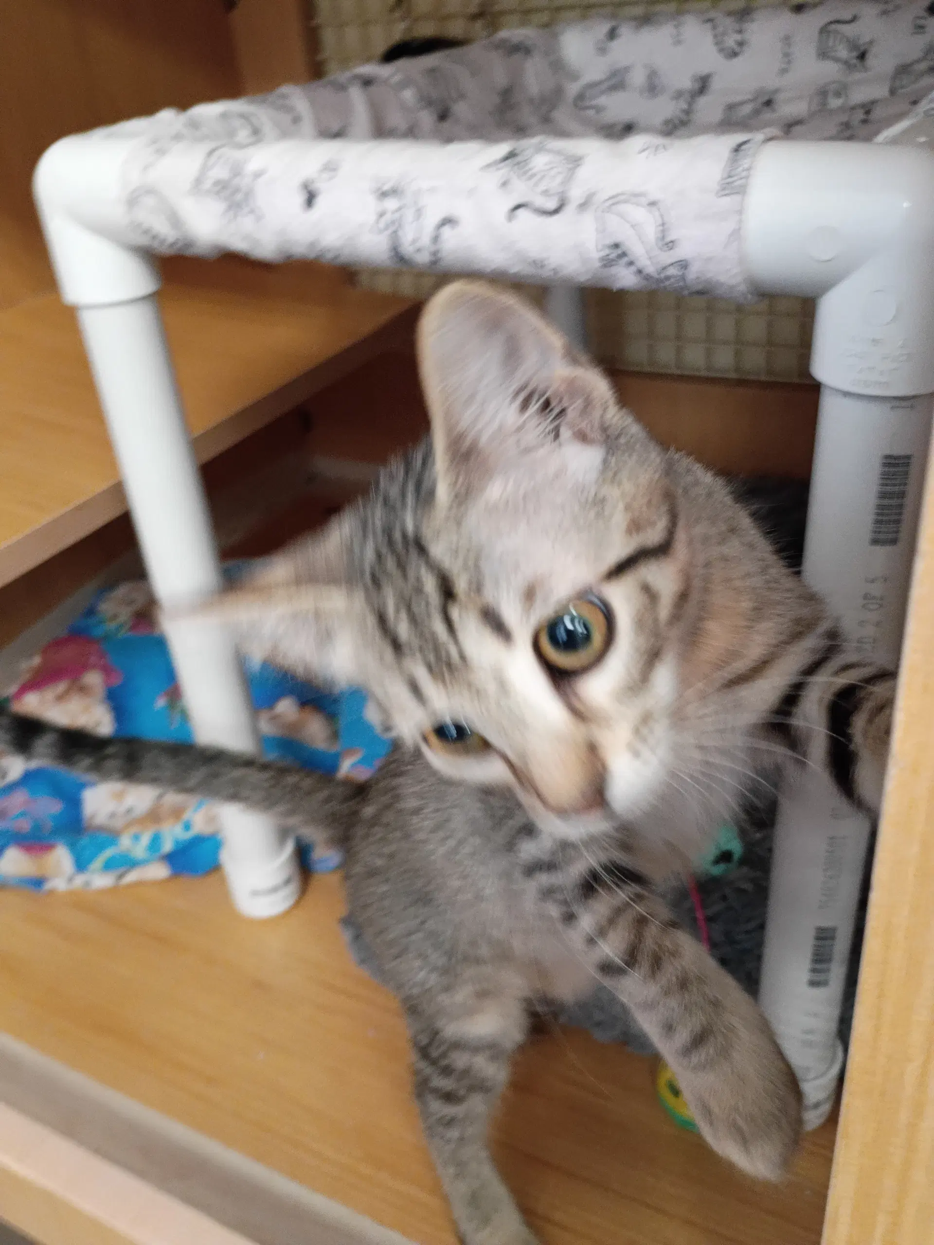 Larry - Domestic Short Hair