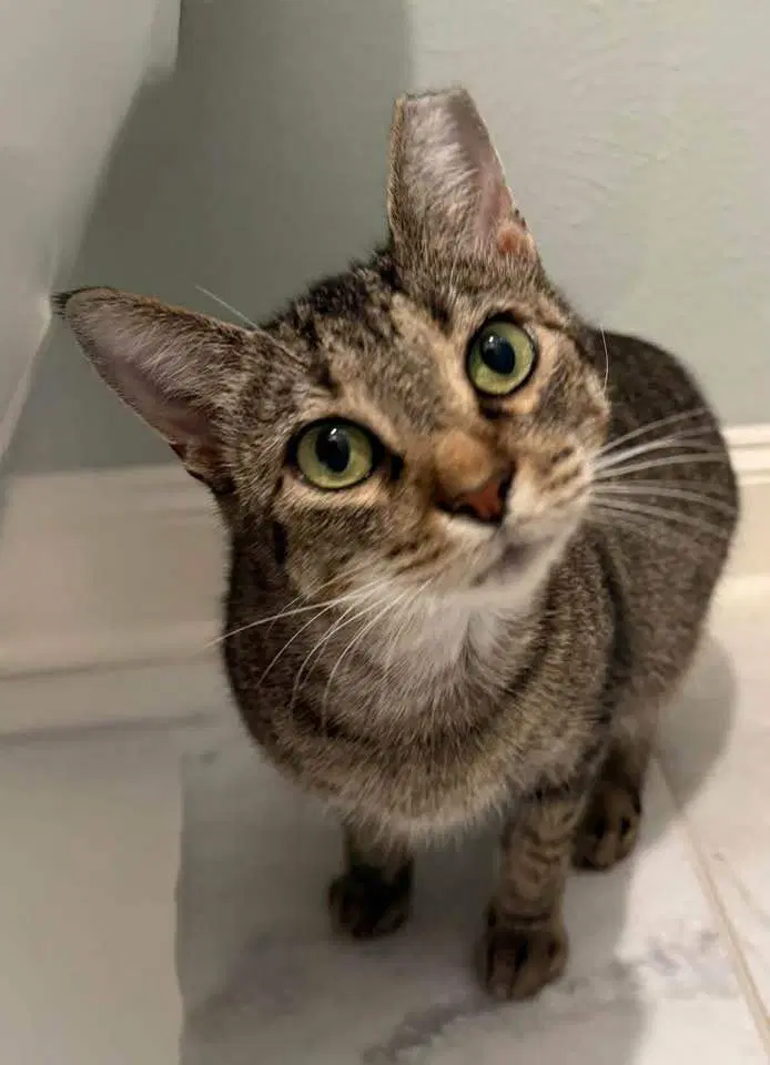 Holly - Domestic Short Hair
