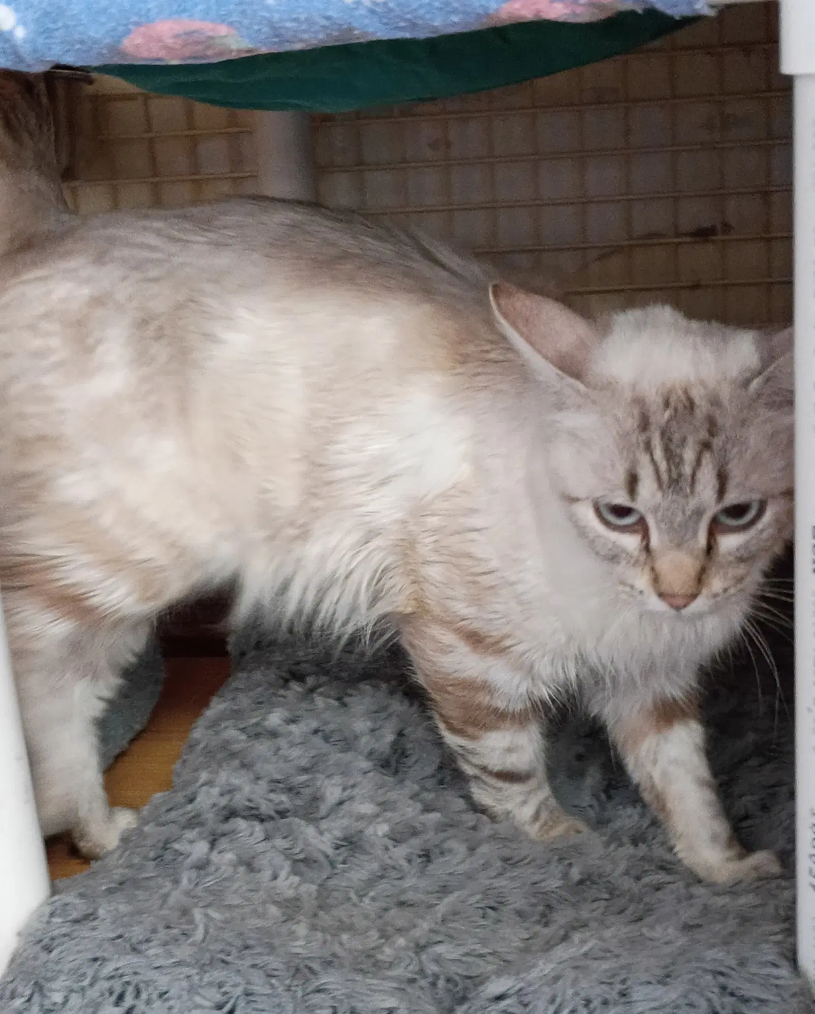 Linx image 3