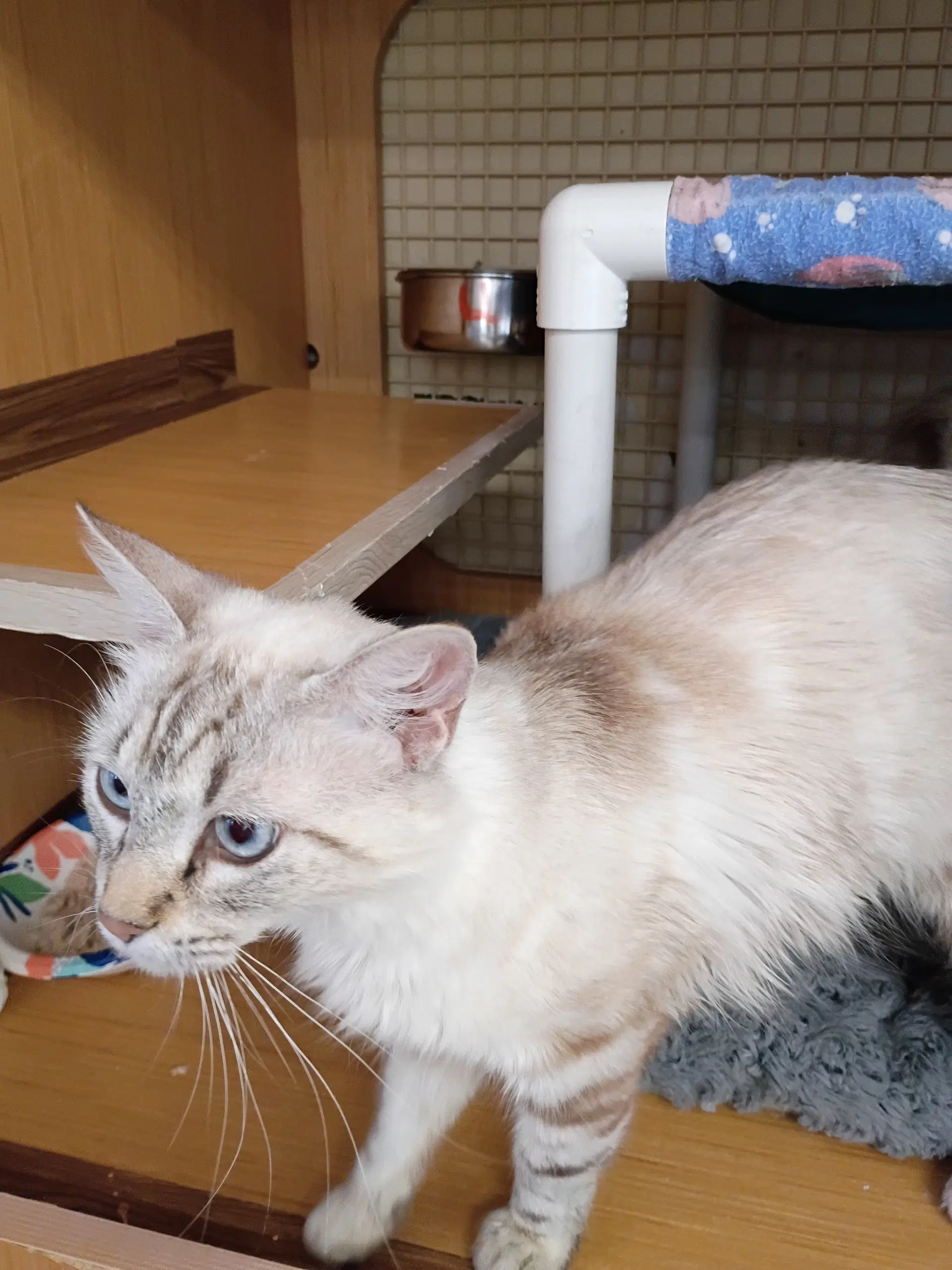 Linx image 2