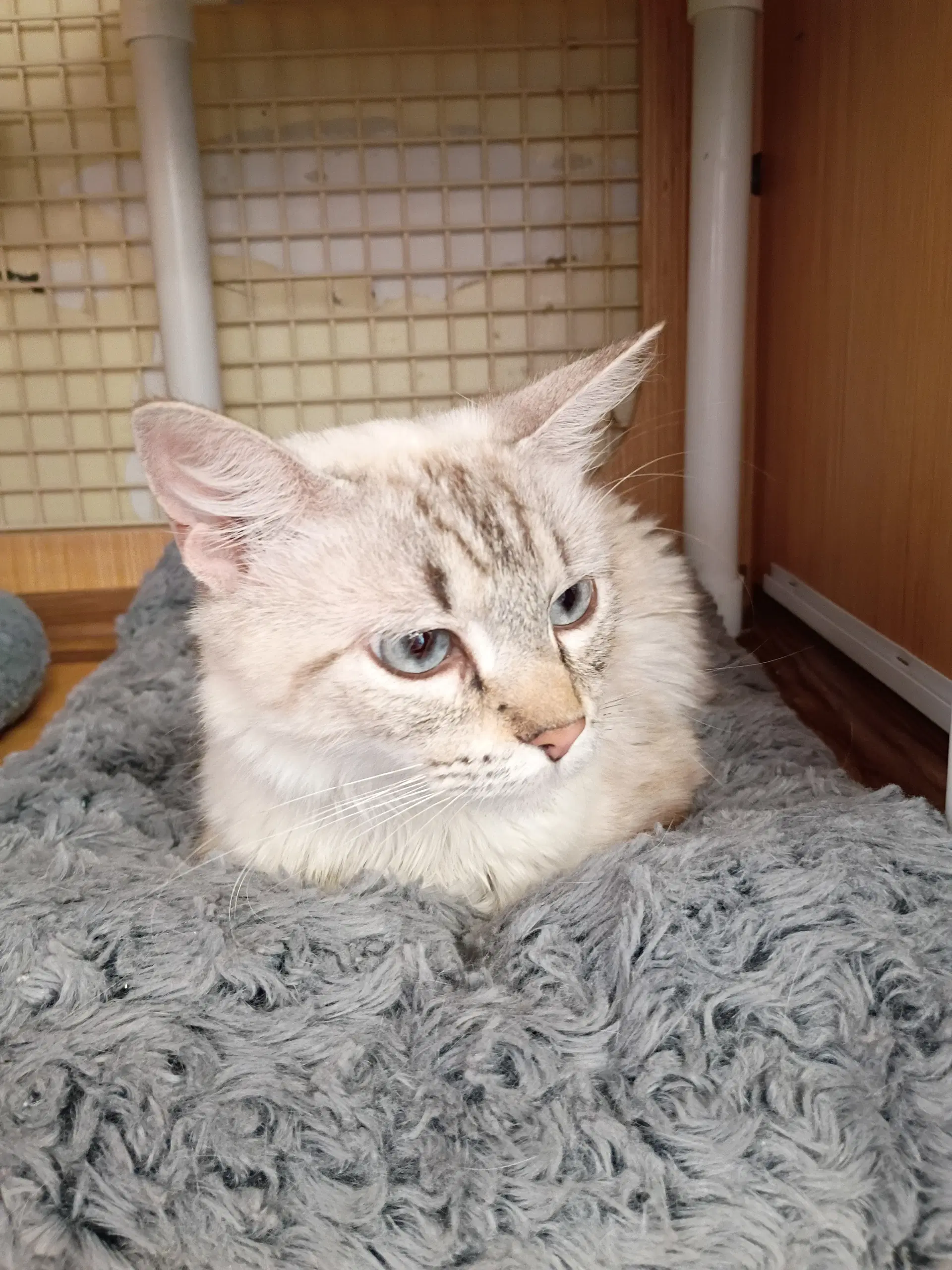 Linx - Siamese