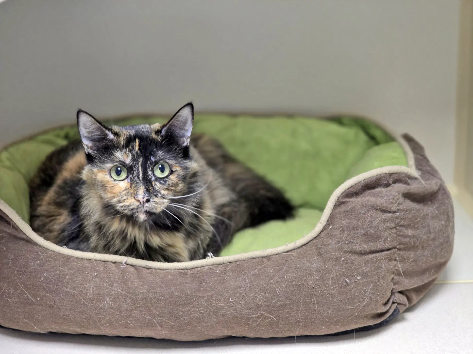 Diva - Domestic Medium Hair