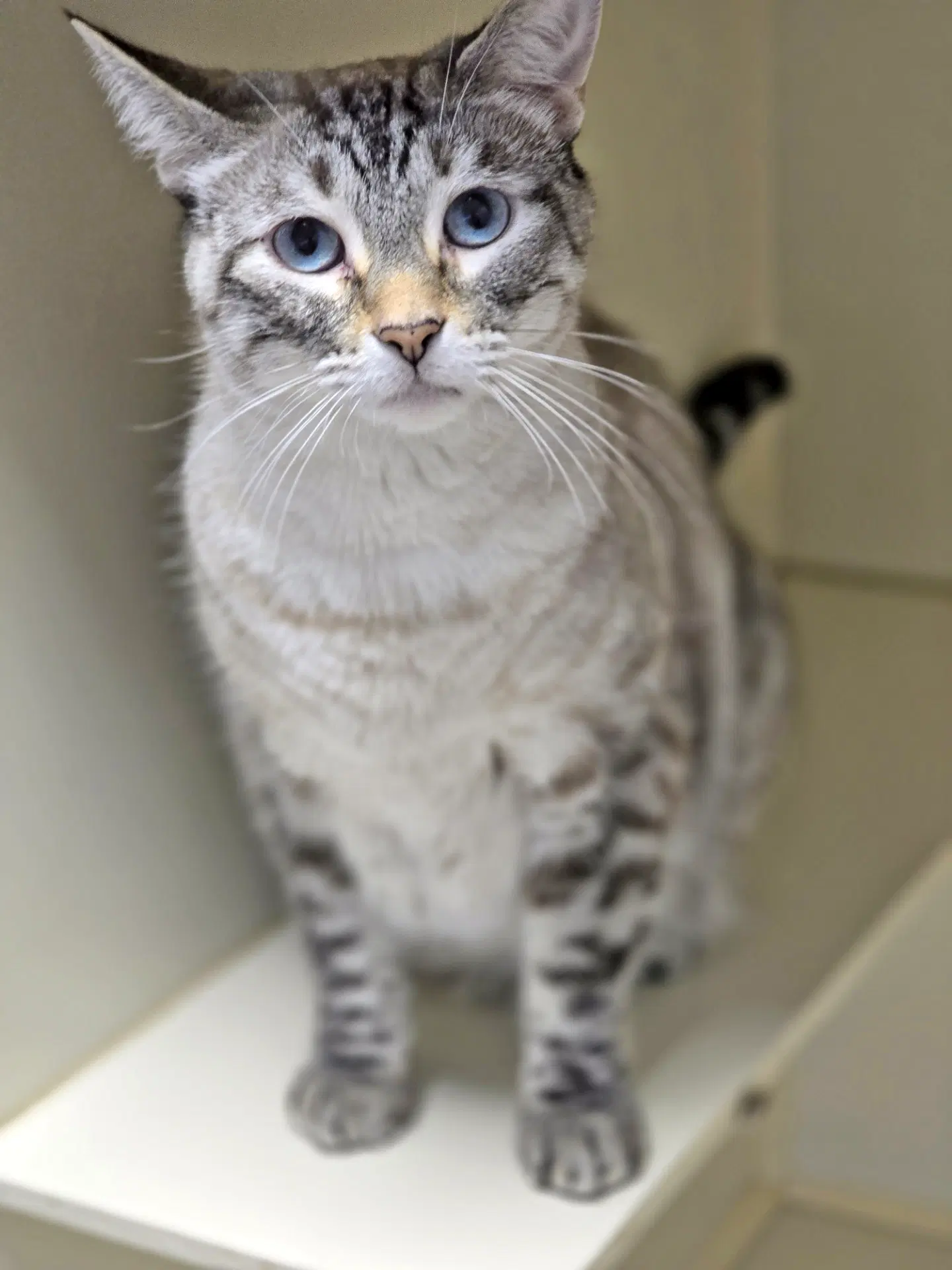 Frankie - Domestic Short Hair