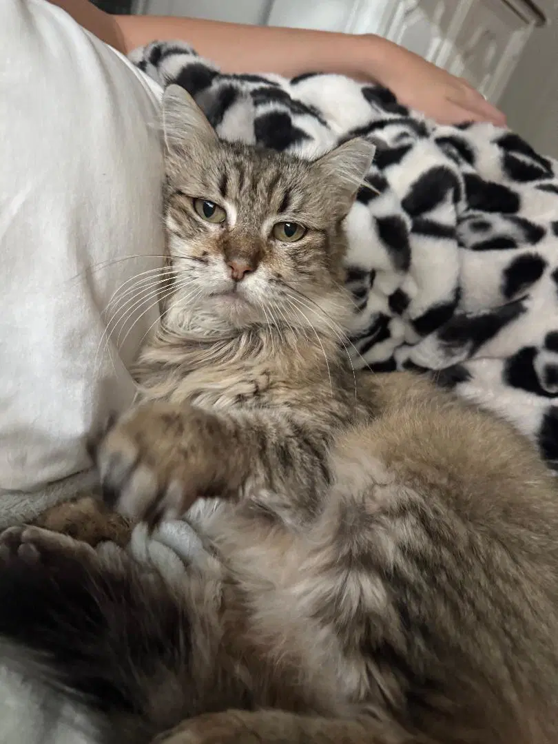 Mandy - Domestic Medium Hair