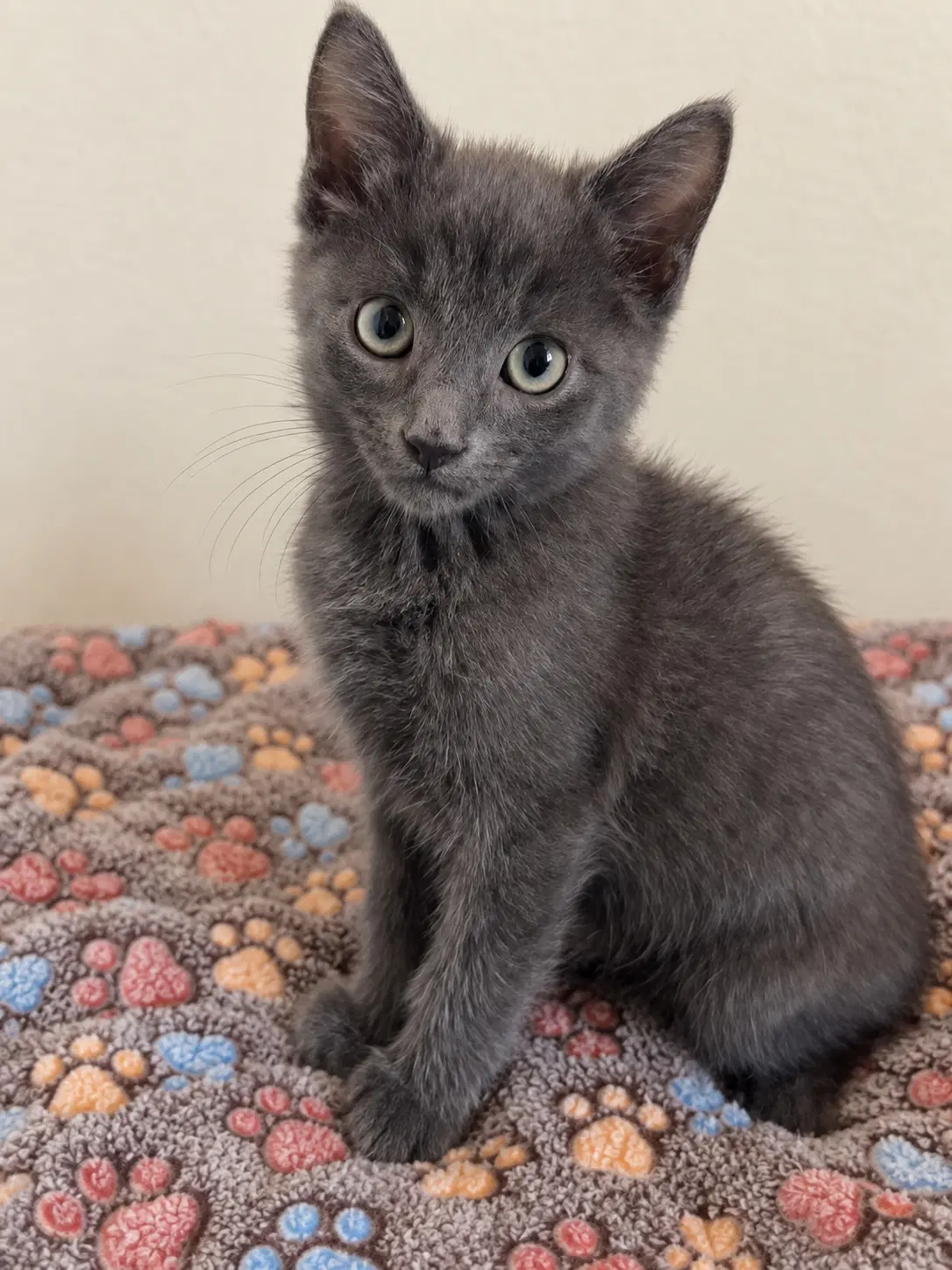 Smokey Joe - Domestic Short Hair